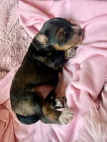 Sable , a female Poodle - Toy  and Toy Australian Shepherd for sale in Spring Hill, FL – 5 of 10