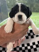 Ethan , a male Cavapoo for sale in Spring Hill, FL – 9 of 10