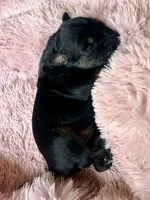 Lyra, a female Miniature Bernedoodle and Miniature Aussiedoodle for sale in Spring Hill, FL – 10 of 10