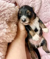 Sable , a female Poodle - Toy  and Toy Australian Shepherd for sale in Spring Hill, FL – 7 of 10