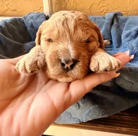Teddy, a male Miniature Bernedoodle for sale in Spring Hill, FL – 6 of 10