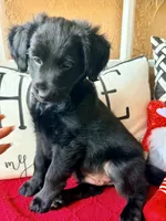 Tan collar , a female Miniature Aussiedoodle and Miniature Goldendoodle for sale in Port Richey, FL – Photo 2 of 4