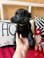 Tan collar , a female Miniature Aussiedoodle and Miniature Goldendoodle for sale in Port Richey, FL – Photo 4 of 4