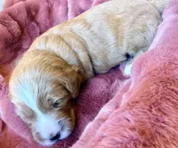Truman, a male Miniature Bernedoodle for sale in Spring Hill, FL – 5 of 10
