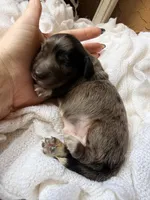 Pugsley, a male Miniature Dachshund for sale in Spring Hill, FL – 9 of 10