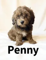 Penny, a female Cavapoo for sale in Port Richey, FL – Photo 3 of 10