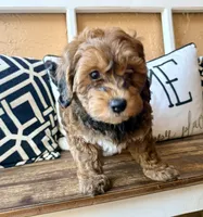 Penny, a female Cavapoo for sale in Port Richey, FL – Photo 6 of 10