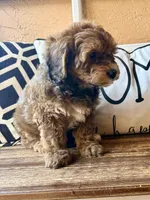 Penny, a female Cavapoo for sale in Port Richey, FL – Photo 7 of 10