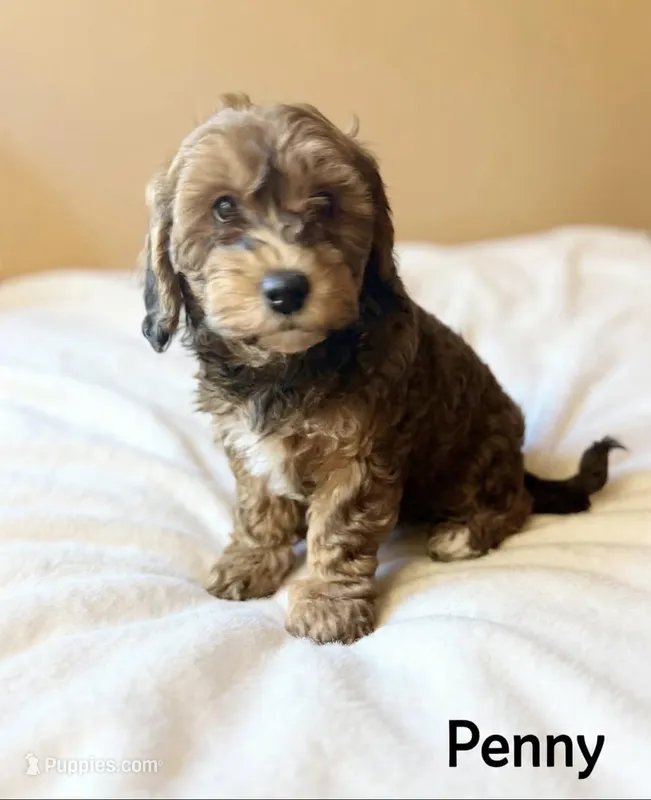 Penny – Cavapoo puppy for sale in Port Richey, FL