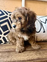 Penny, a female Cavapoo for sale in Port Richey, FL – Photo 9 of 10