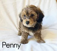 Penny, a female Cavapoo for sale in Port Richey, FL – Photo 2 of 10