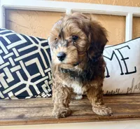 Penny, a female Cavapoo for sale in Port Richey, FL – Photo 8 of 10