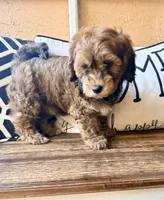 Penny, a female Cavapoo for sale in Port Richey, FL – Photo 10 of 10