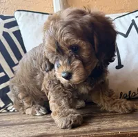 Penny, a female Cavapoo for sale in Port Richey, FL – Photo 5 of 10