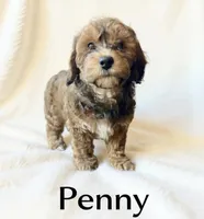 Penny, a female Cavapoo for sale in Port Richey, FL – Photo 4 of 10