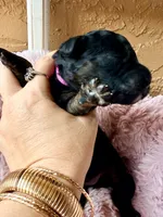 Vega (pink) , a female Miniature Bernedoodle and Miniature Aussiedoodle for sale in Spring Hill, FL – 4 of 10