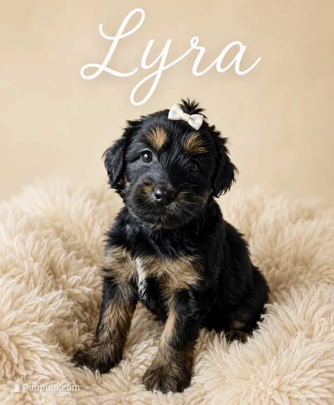 Lyra – Miniature Bernedoodle, Miniature Aussiedoodle puppy for sale in Spring Hill, FL