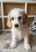 Marlin, a male Cockapoo and Cocker Spaniel for sale in Spring Hill, FL – 4 of 8