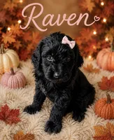 Raven , a female Miniature Bernedoodle and Miniature Aussiedoodle for sale in Spring Hill, FL – 2 of 9
