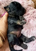 Vega (pink) , a female Miniature Bernedoodle and Miniature Aussiedoodle for sale in Spring Hill, FL – 2 of 10
