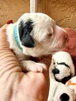 Turquoise collar , a female Poodle - Toy  and Miniature Goldendoodle for sale in Spring Hill, FL – 5 of 10