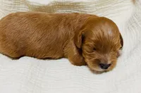 Erin , a male Cavapoo for sale in Spring Hill, FL – 3 of 10