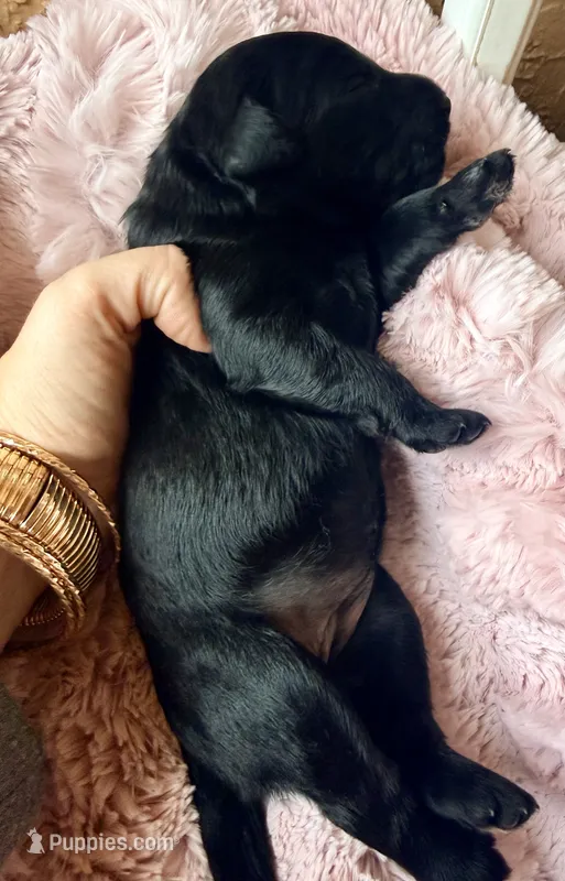 Raven  – Miniature Bernedoodle, Miniature Aussiedoodle puppy for sale in Spring Hill, FL