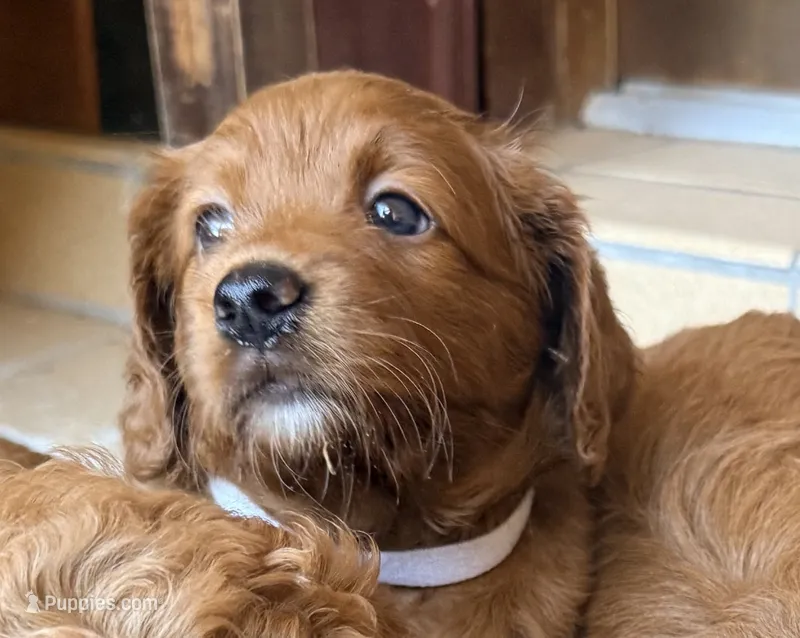 Meadow – Goldendoodle, Miniature Goldendoodle puppy for sale in Spring Hill, FL