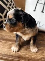 Sterling Toy , a male Toy Australian Shepherd and Miniature Aussiedoodle for sale in Spring Hill, FL – 2 of 10