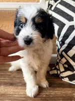 Shadow (Tiny) , a male Toy Australian Shepherd and Miniature Aussiedoodle for sale in Spring Hill, FL – 6 of 10