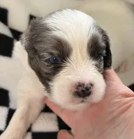 Edgar -one blue eye , a male Cavapoo for sale in Spring Hill, FL – 10 of 10