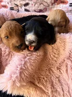 Liberty, a female Miniature Bernedoodle for sale in Spring Hill, FL – 9 of 10