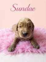 Sundae, a female Goldendoodle for sale in Port Richey, FL – 3 of 10