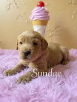 Sundae, a female Goldendoodle for sale in Port Richey, FL – 7 of 10