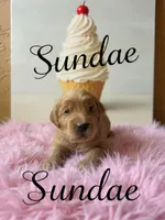Sundae, a female Goldendoodle for sale in Port Richey, FL – 5 of 10