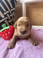 Sundae, a female Goldendoodle for sale in Port Richey, FL – 8 of 10