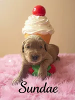 Sundae, a female Goldendoodle for sale in Port Richey, FL – 1 of 10