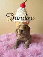 Sundae, a female Goldendoodle for sale in Port Richey, FL – 4 of 10