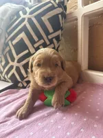 Sundae, a female Goldendoodle for sale in Port Richey, FL – 10 of 10