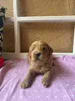 Sundae, a female Goldendoodle for sale in Port Richey, FL – 9 of 10