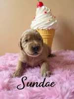 Sundae, a female Goldendoodle for sale in Port Richey, FL – 6 of 10