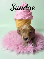 Sundae, a female Goldendoodle for sale in Port Richey, FL – 2 of 10