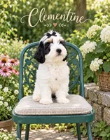 Clementine, a female Miniature Bernedoodle and Miniature Goldendoodle for sale in Spring Hill, FL – 3 of 10