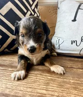 Sable. (Toy), a female Toy Australian Shepherd and Miniature Aussiedoodle for sale in Spring Hill, FL – 3 of 10