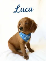 Luca, a male Miniature Goldendoodle for sale in Port Richey, FL – Photo 4 of 10