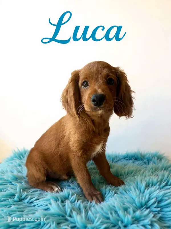 Luca, a male Miniature Goldendoodle for sale in Port Richey, FL – Photo 1 of 10