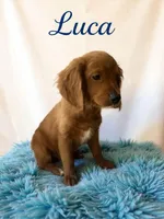 Luca, a male Miniature Goldendoodle for sale in Port Richey, FL – Photo 7 of 10
