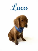 Luca, a male Miniature Goldendoodle for sale in Port Richey, FL – Photo 5 of 10
