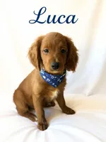 Luca, a male Miniature Goldendoodle for sale in Port Richey, FL – Photo 6 of 10