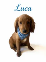 Luca, a male Miniature Goldendoodle for sale in Port Richey, FL – Photo 3 of 10